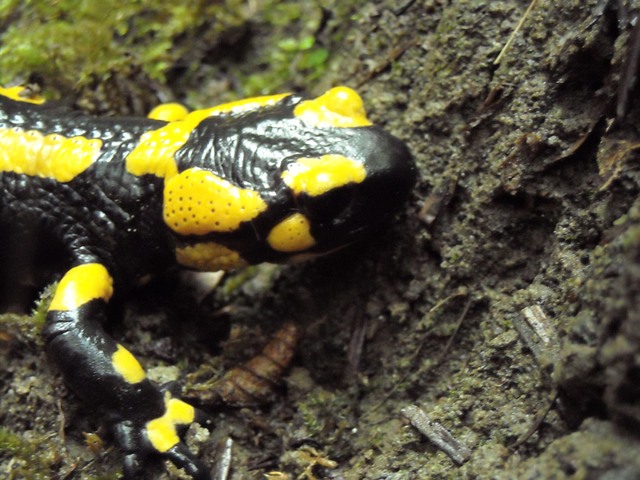 anfibi favolosi nel casentino
